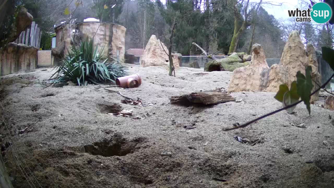 Live cam Zoo Ljubljana – Erdmännchen