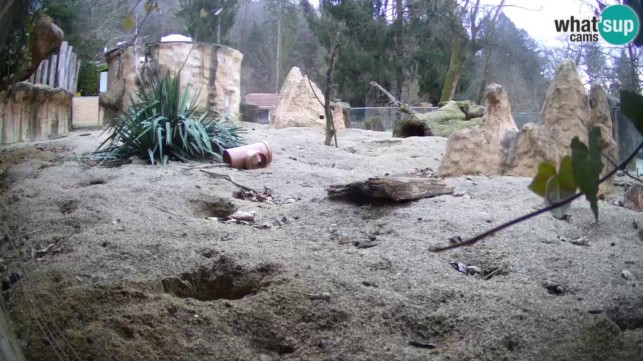 Webcam live Zoo Ljubljana – Suricata