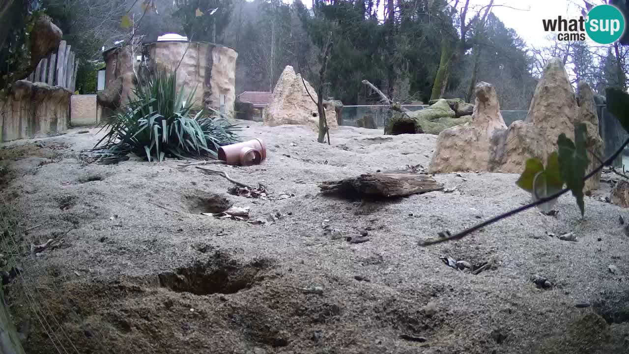 Webcam Zoo Ljubljana – Suricate