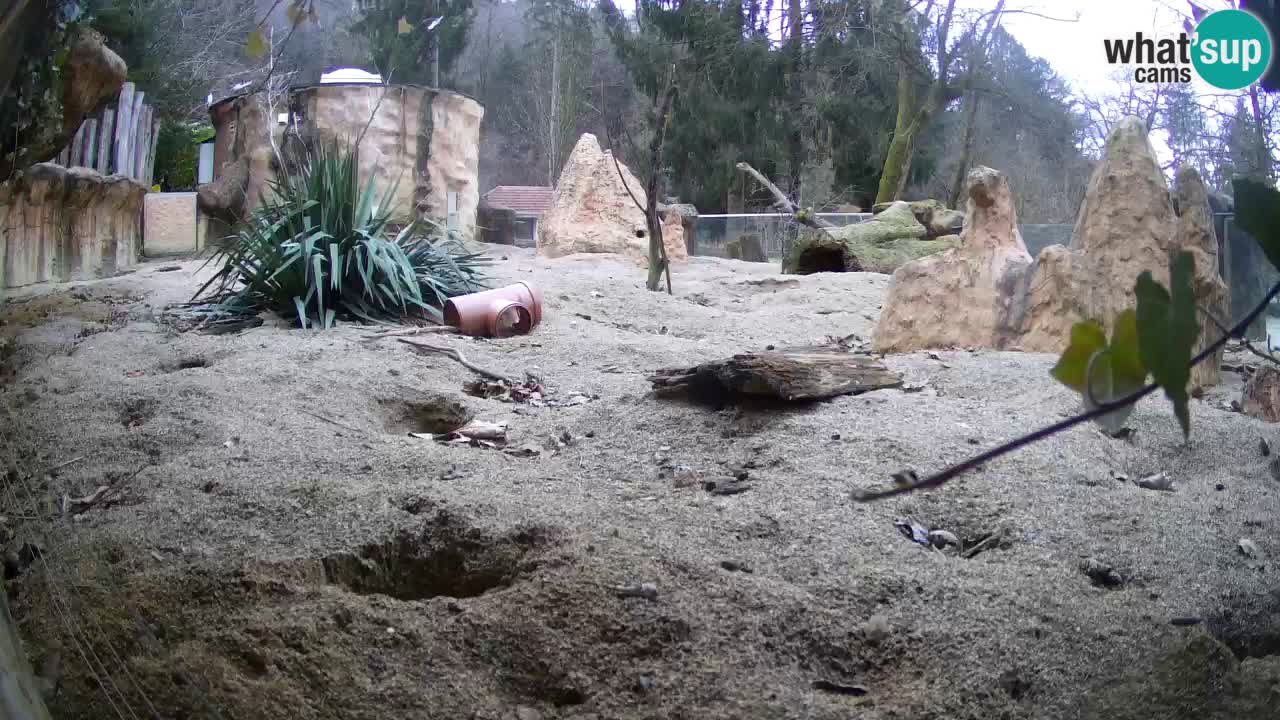 Zoo Ljubljana – Meerkat (Suricata)