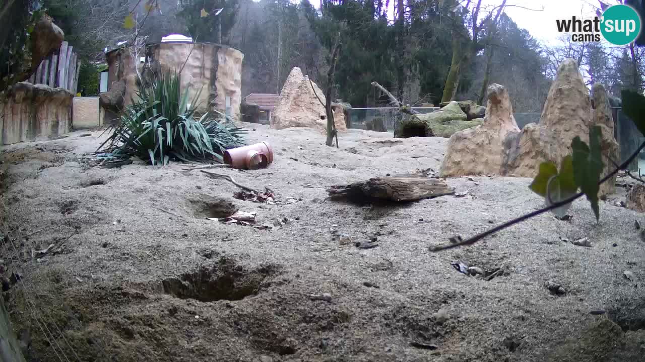 Webcam Zoo Ljubljana – Suricate