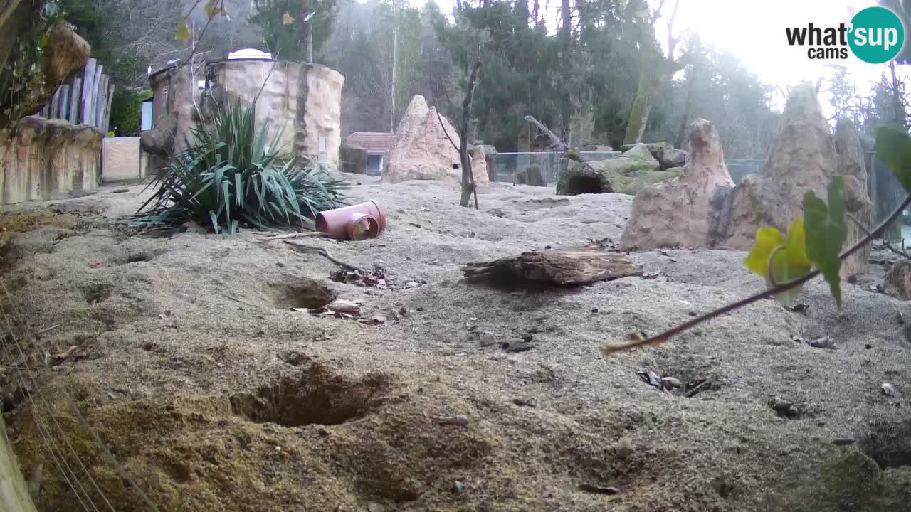 Live cam Zoo Ljubljana – Erdmännchen