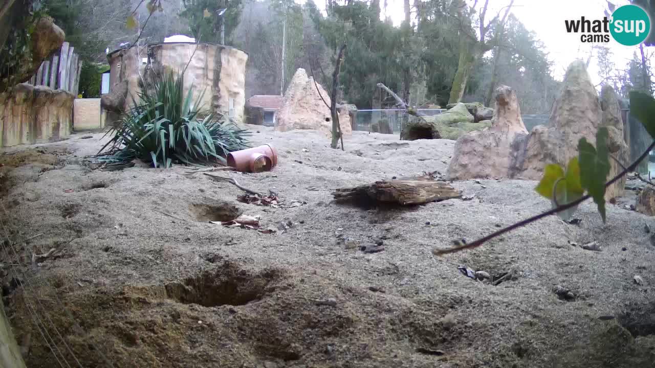 Live cam Zoo Ljubljana – Erdmännchen