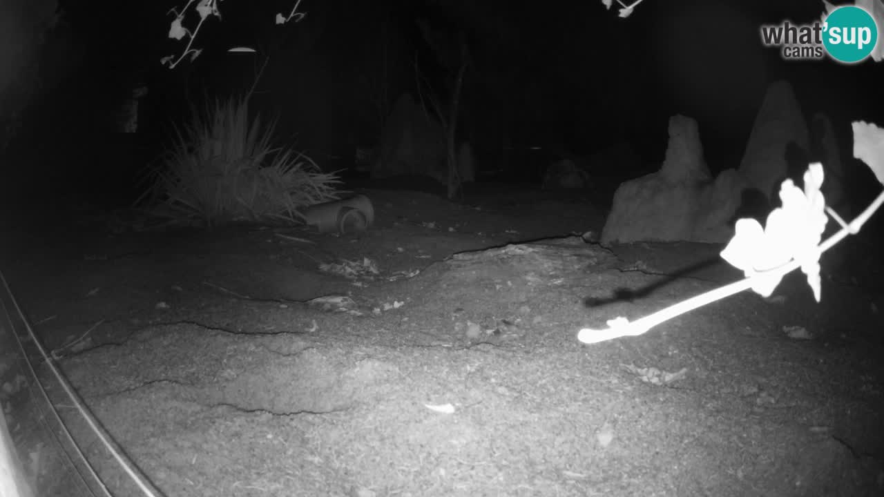 Zoo Ljubljana – Meerkat (Suricata)