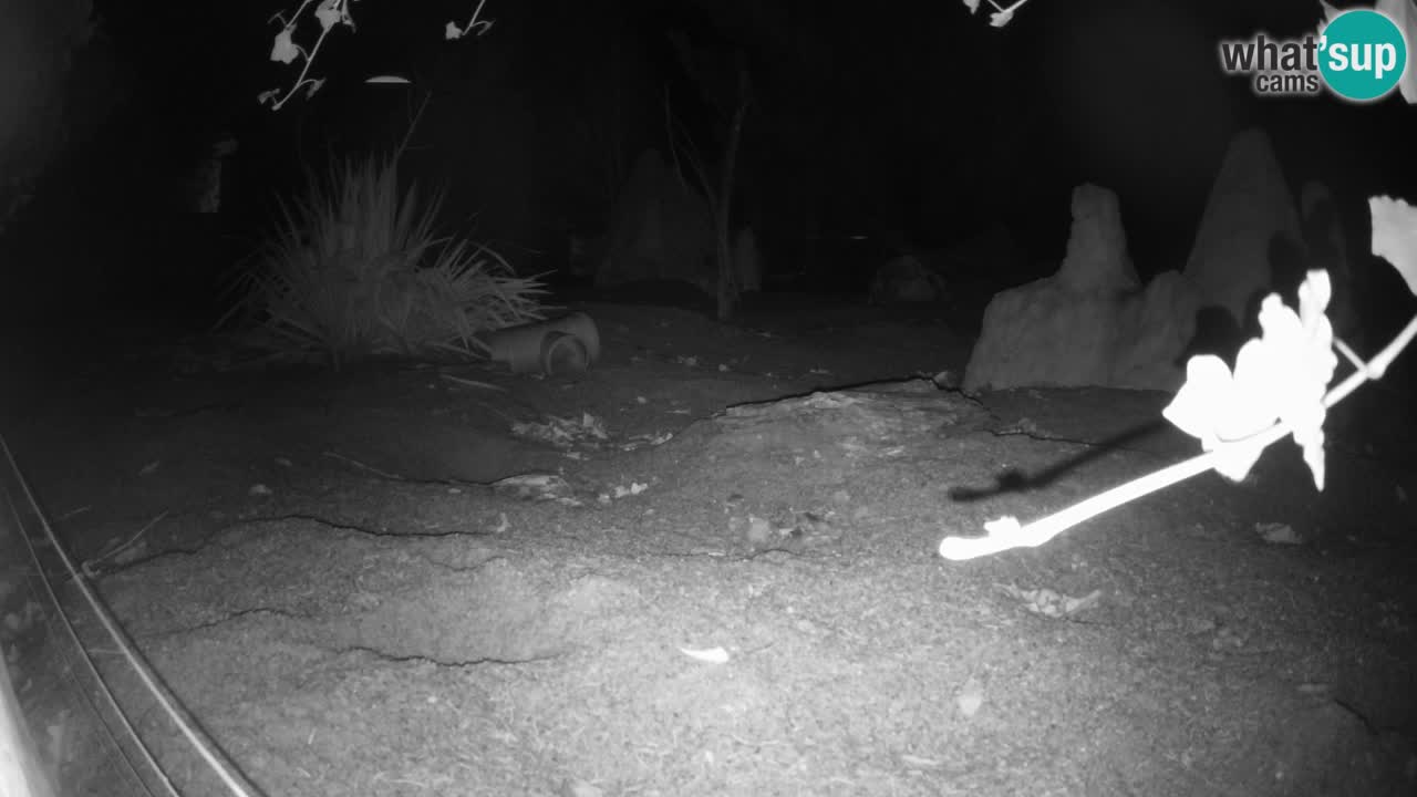 Zoo Ljubljana – Meerkat (Suricata)