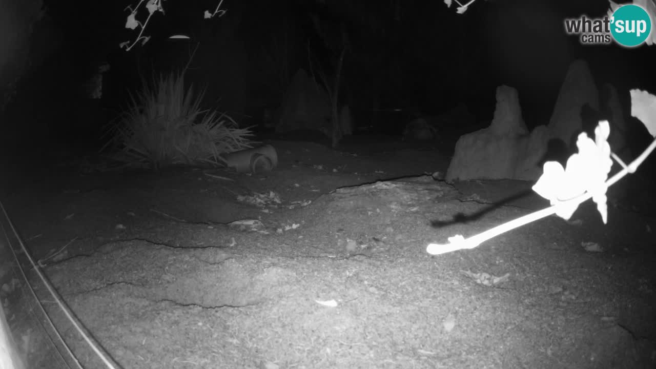 Zoo Ljubljana – Meerkat (Suricata)