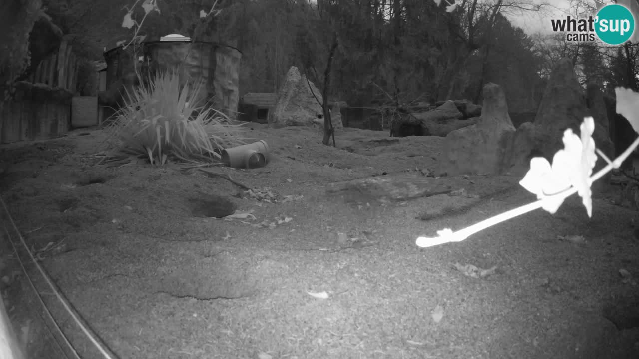 Webcam Zoo Ljubljana – Suricate