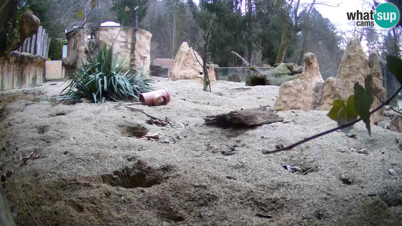 Webcam live Zoo Ljubljana – Suricata