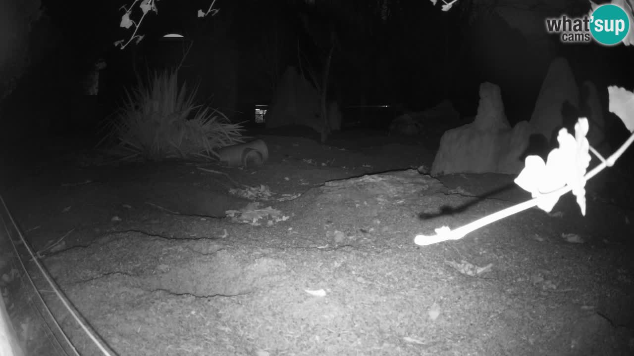 Webcam Zoo Ljubljana – Suricate