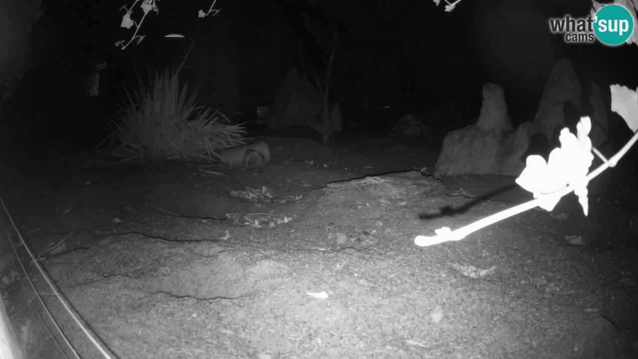 Webcam Zoo Ljubljana – Suricate