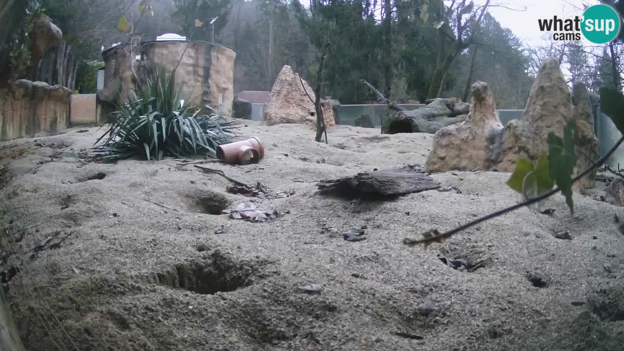 Webcam Zoo Ljubljana – Suricate