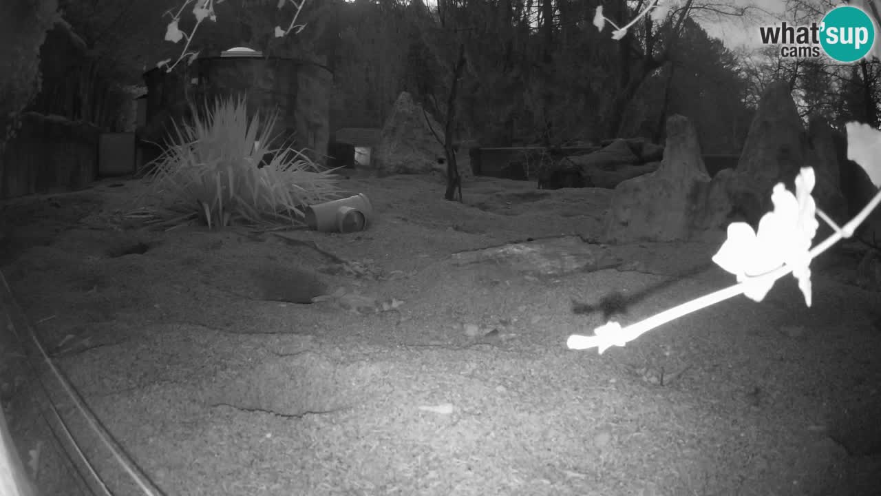 Zoo Ljubljana – Live webcam Meerkat (Suricata)