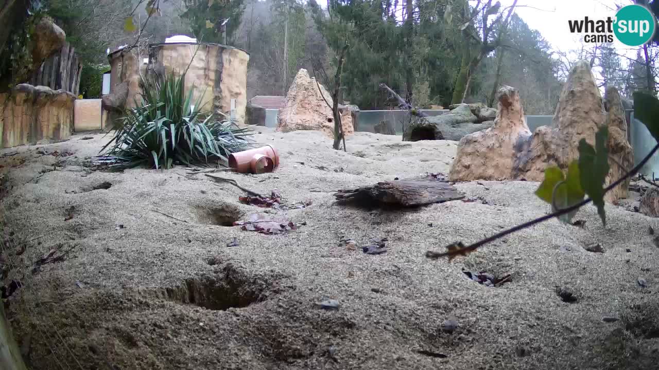 Live cam Zoo Ljubljana – Erdmännchen