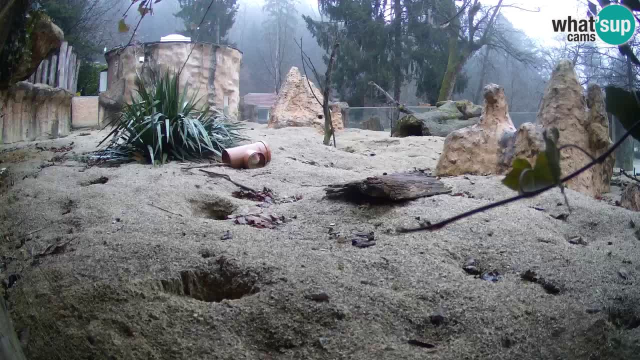 Zoo Ljubljana – Meerkat (Suricata)