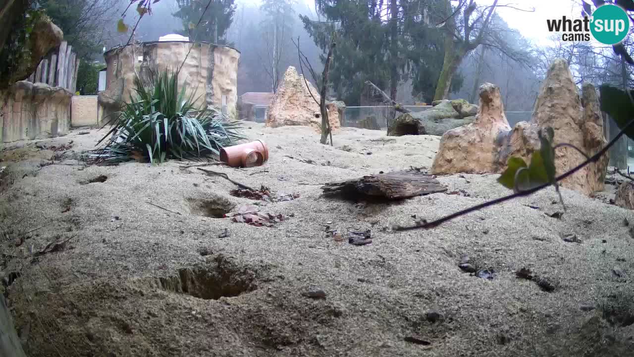 Zoo Ljubljana – Live webcam Meerkat (Suricata)