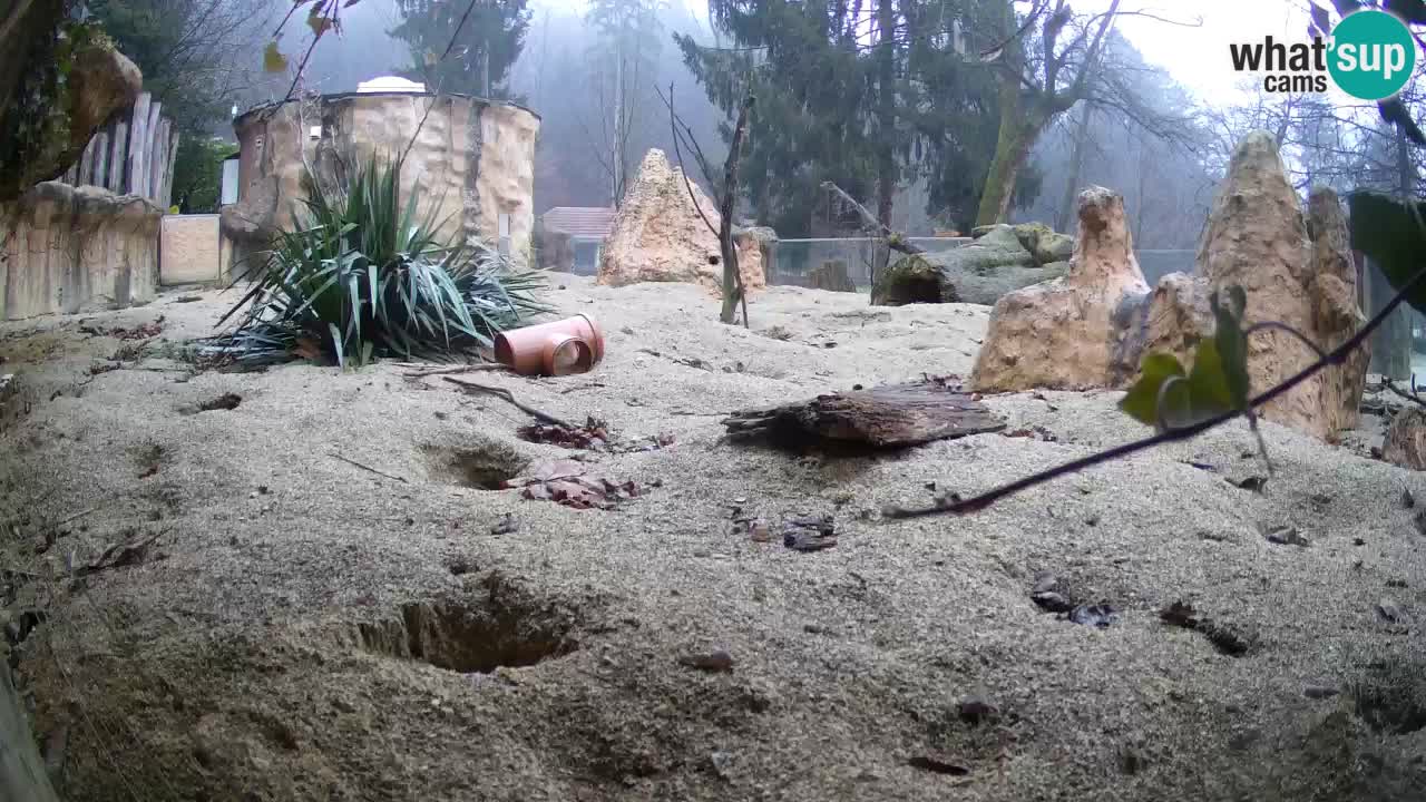 Webcam Zoo Ljubljana – Suricate