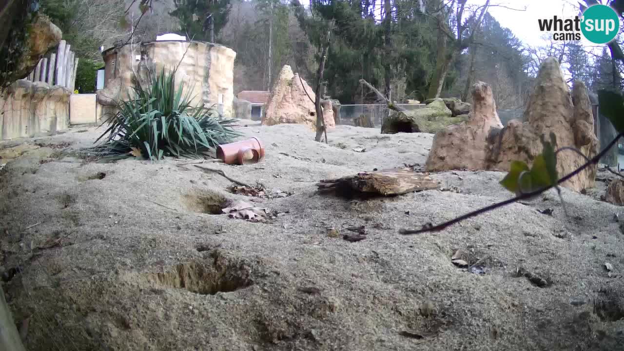 Live cam Zoo Ljubljana – Erdmännchen