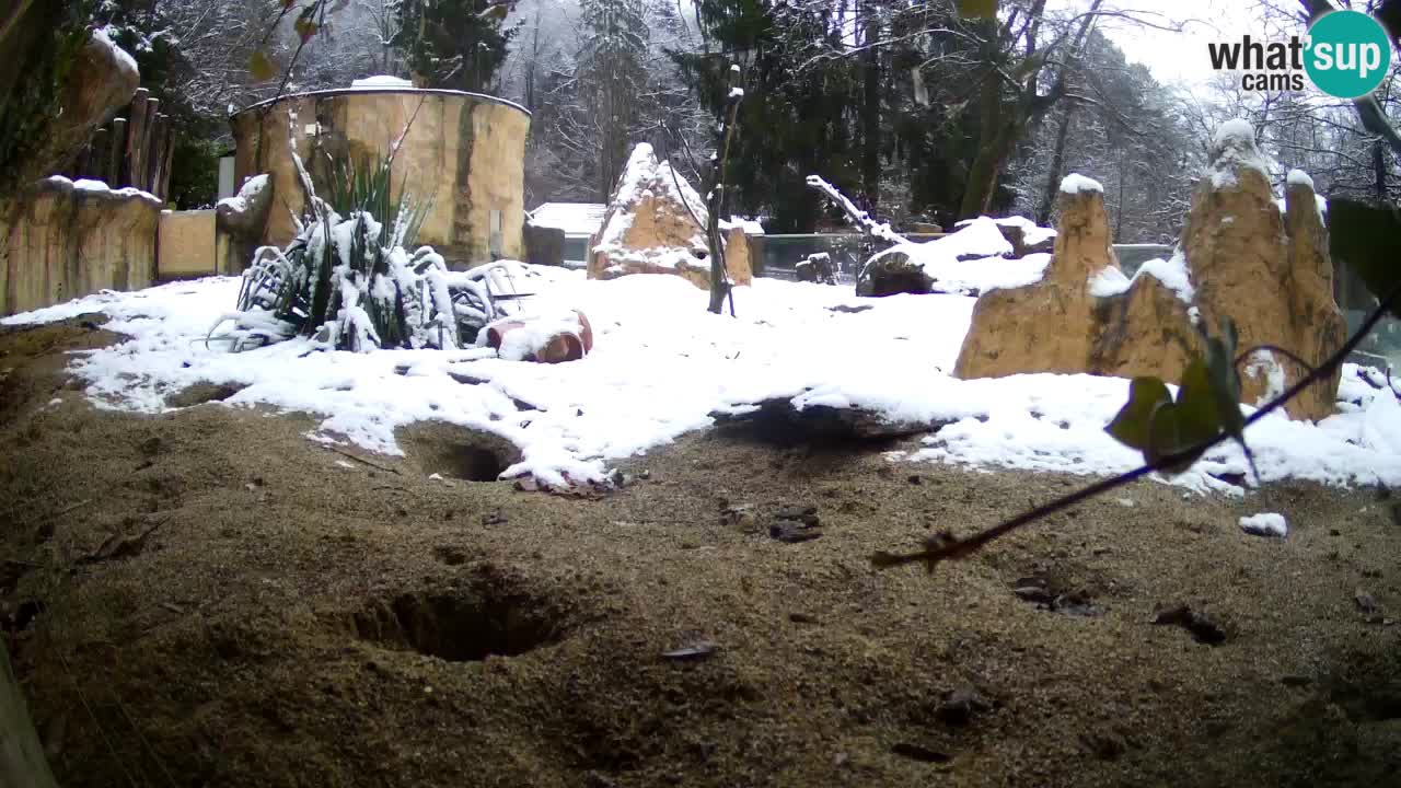 Live cam Zoo Ljubljana – Erdmännchen