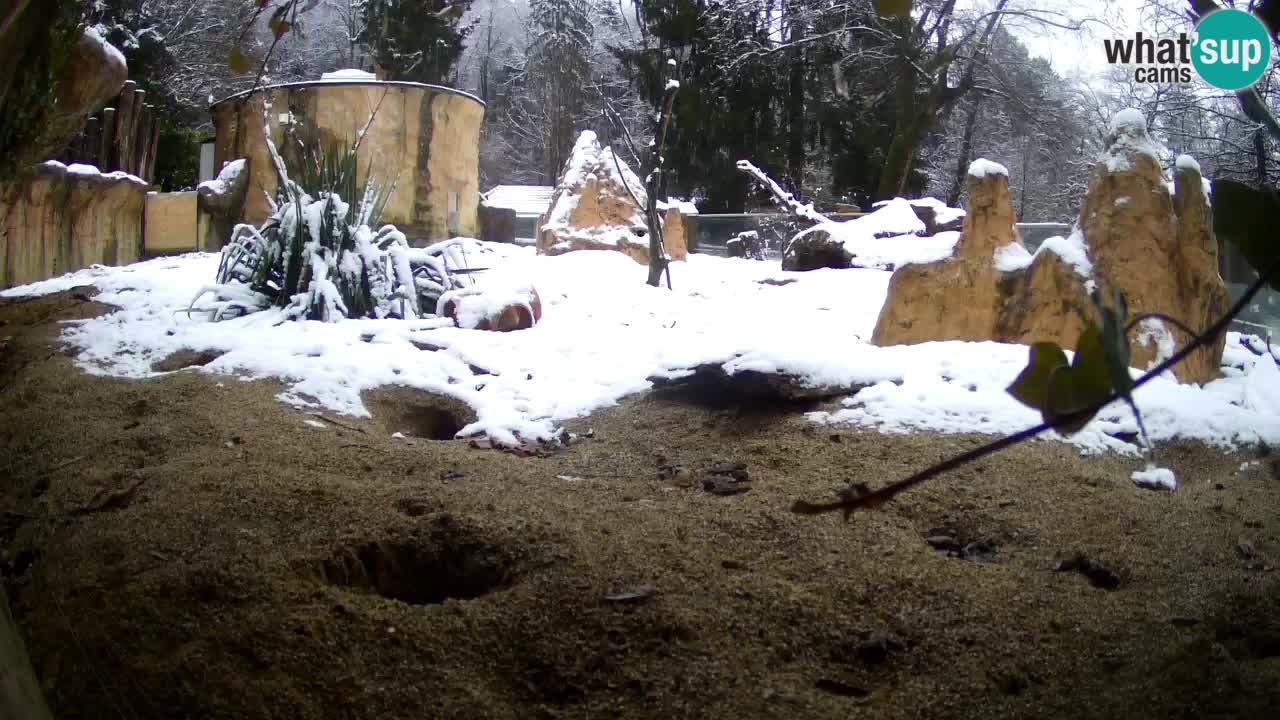 Live cam Zoo Ljubljana – Erdmännchen