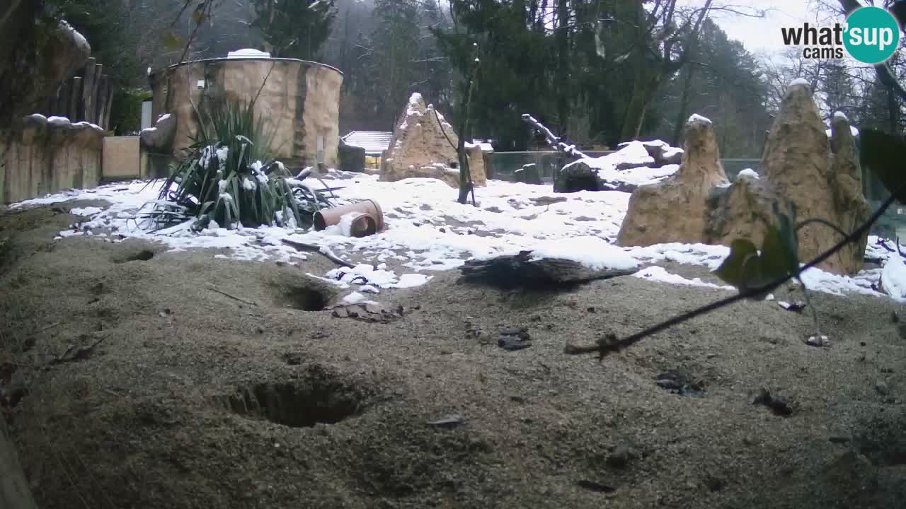 Live cam Zoo Ljubljana – Erdmännchen