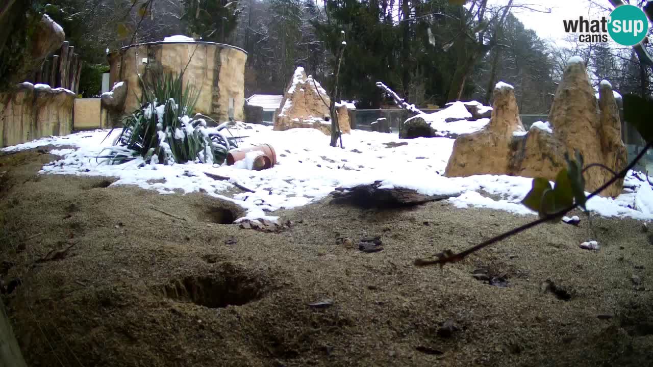 Webcam Zoo Ljubljana – Suricate