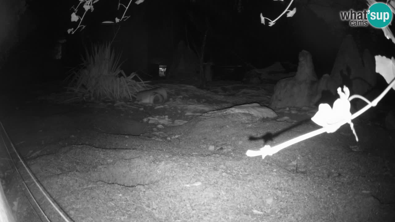 Zoo Ljubljana – Meerkat (Suricata)