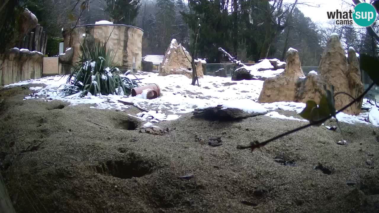 Zoo Ljubljana – Live webcam Meerkat (Suricata)