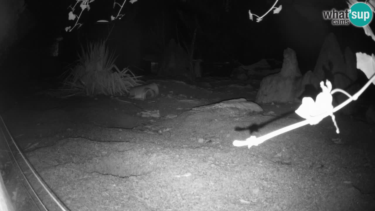 Zoo Ljubljana – Live webcam Meerkat (Suricata)