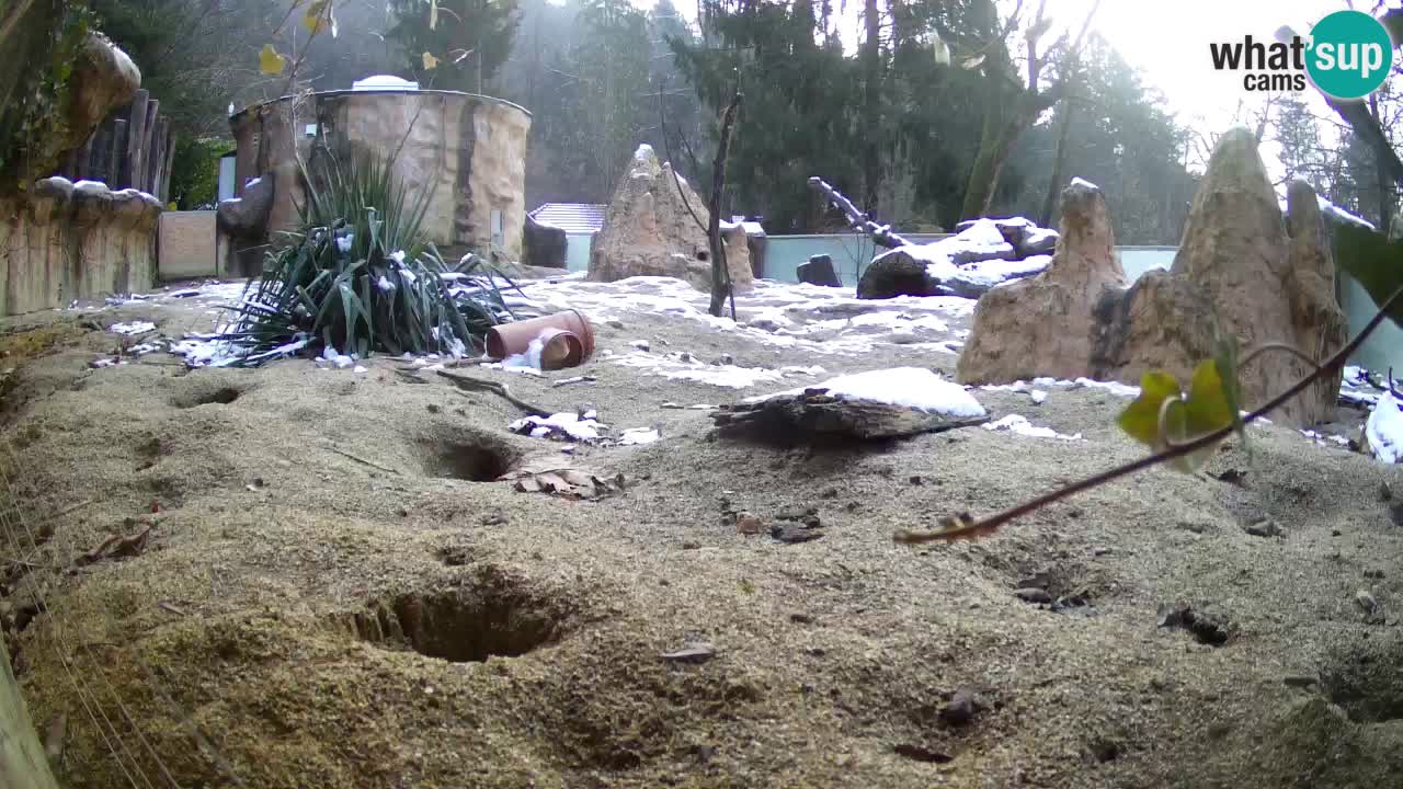 Webcam live Zoo Ljubljana – Suricata