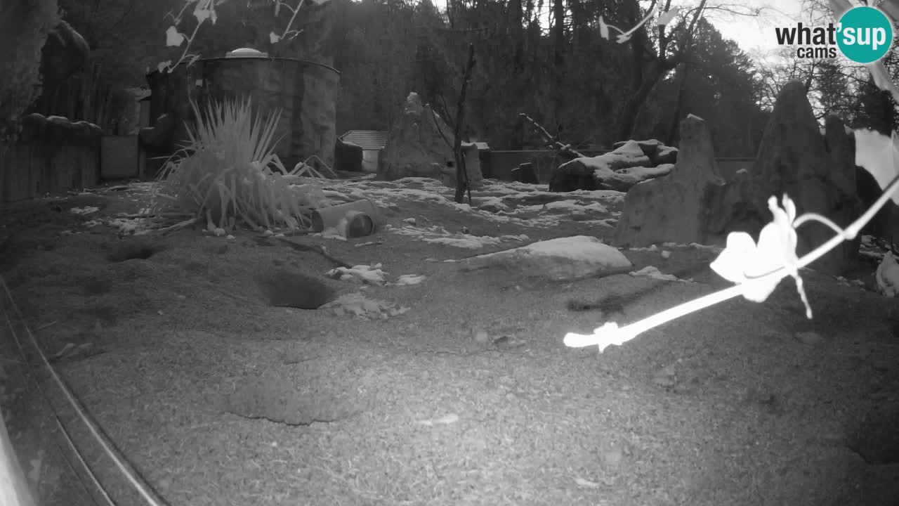 Zoo Ljubljana – Live webcam Meerkat (Suricata)