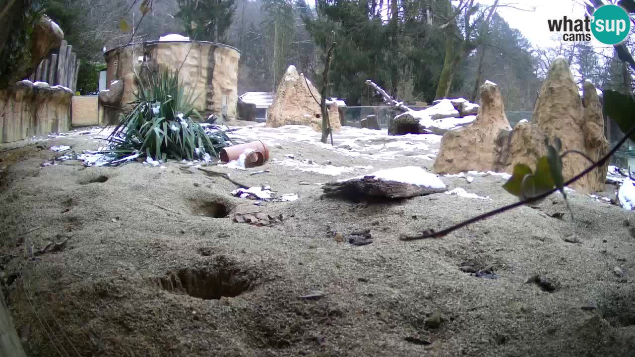 Zoo Ljubljana – Live webcam Meerkat (Suricata)