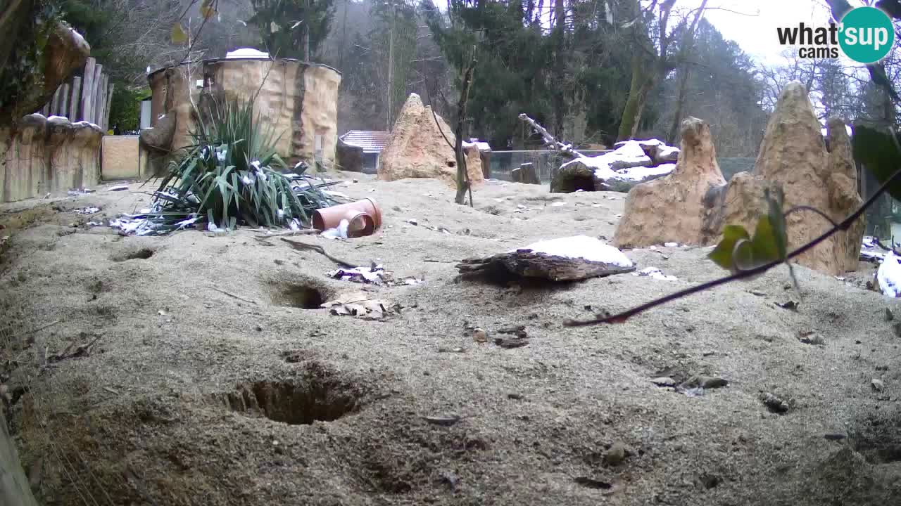 Zoo Ljubljana – Meerkat (Suricata)