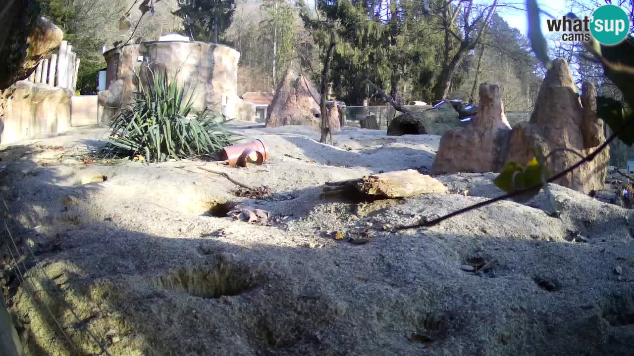 Webcam Zoo Ljubljana – Suricate