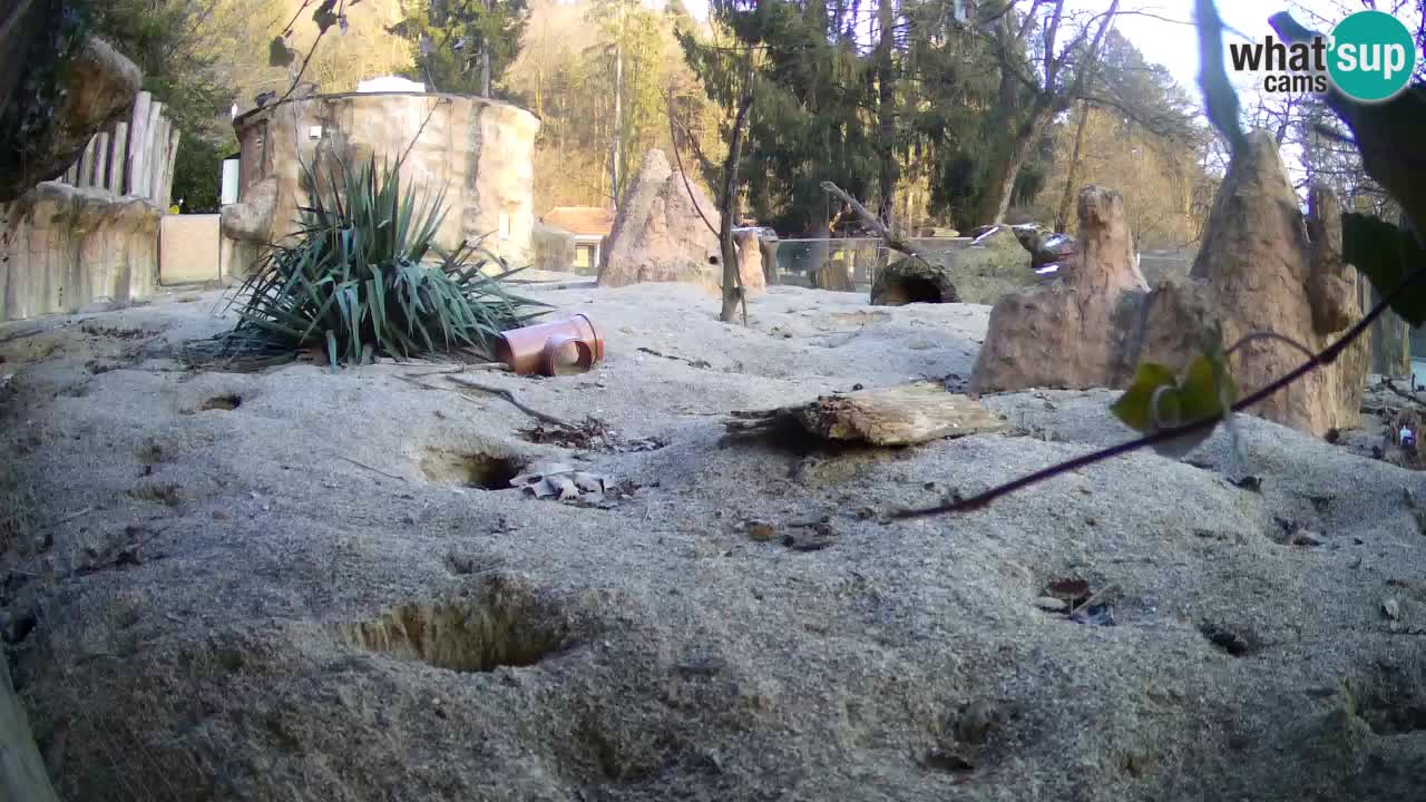 Webcam live Zoo Ljubljana – Suricata