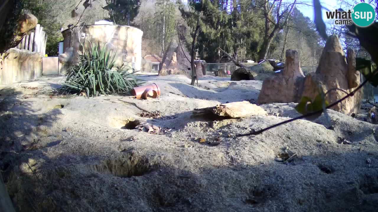 Zoo Ljubljana – Live webcam Meerkat (Suricata)