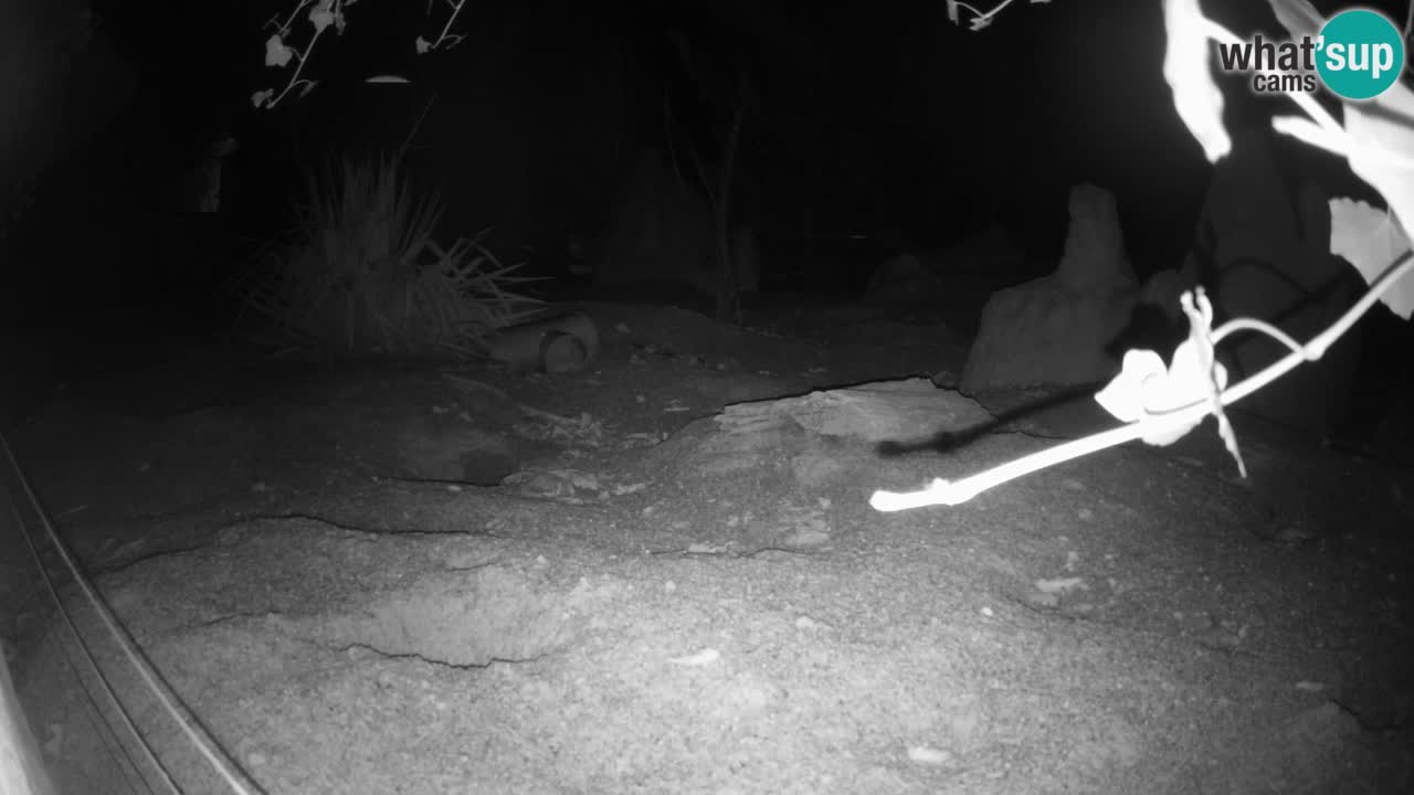 Zoo Ljubljana – Live webcam Meerkat (Suricata)