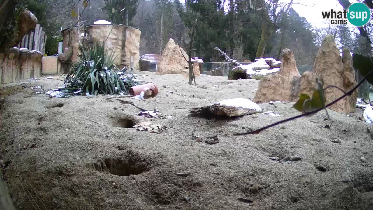 Live cam Zoo Ljubljana – Erdmännchen