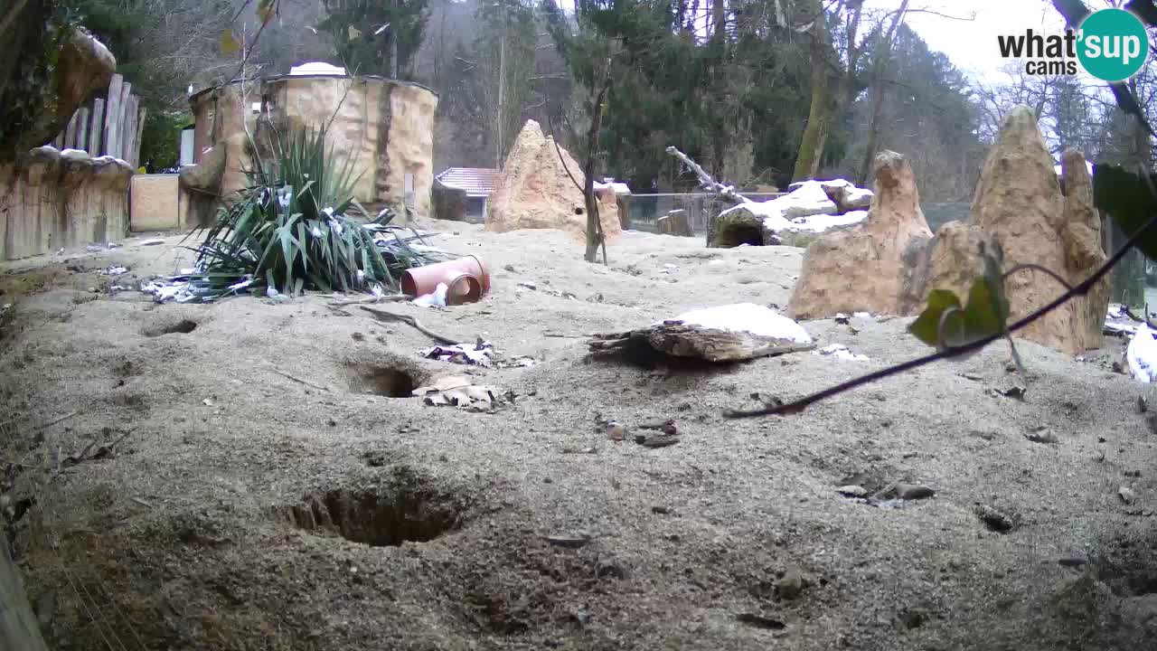 Live cam Zoo Ljubljana – Erdmännchen