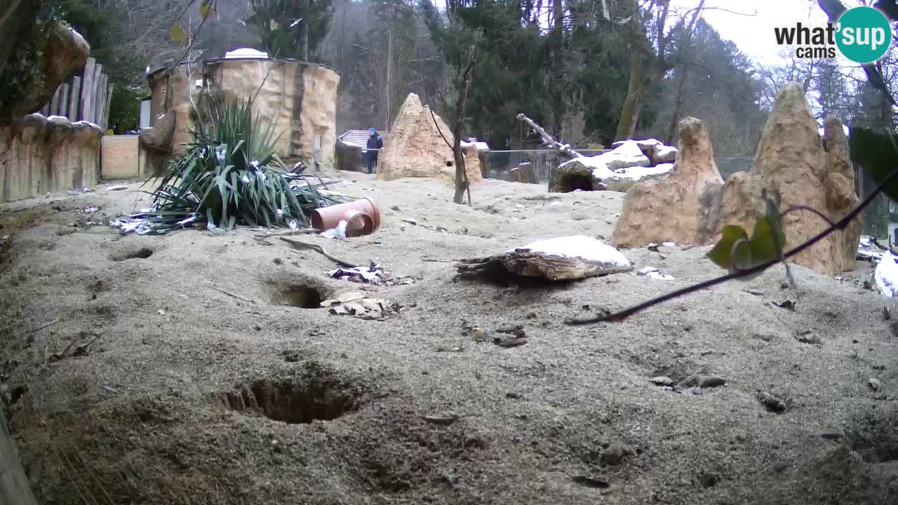 Zoo Ljubljana – Live webcam Meerkat (Suricata)