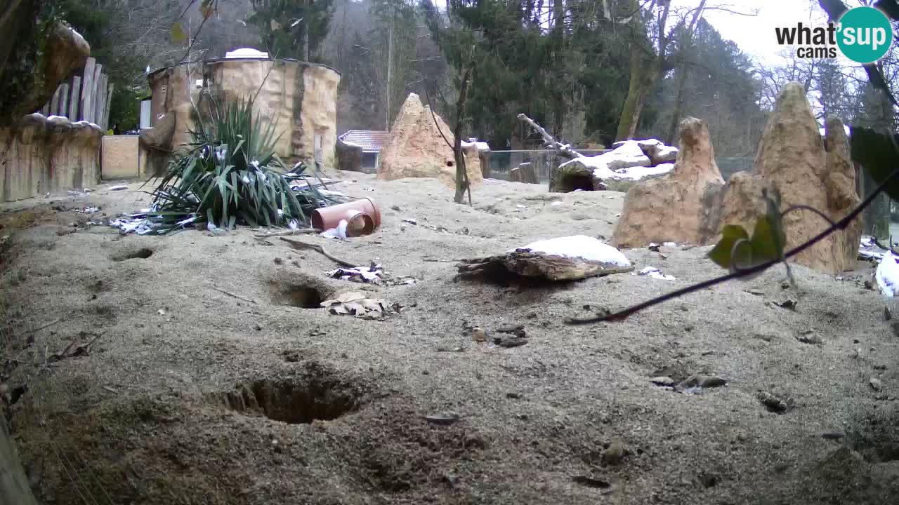 Webcam Zoo Ljubljana – Suricate