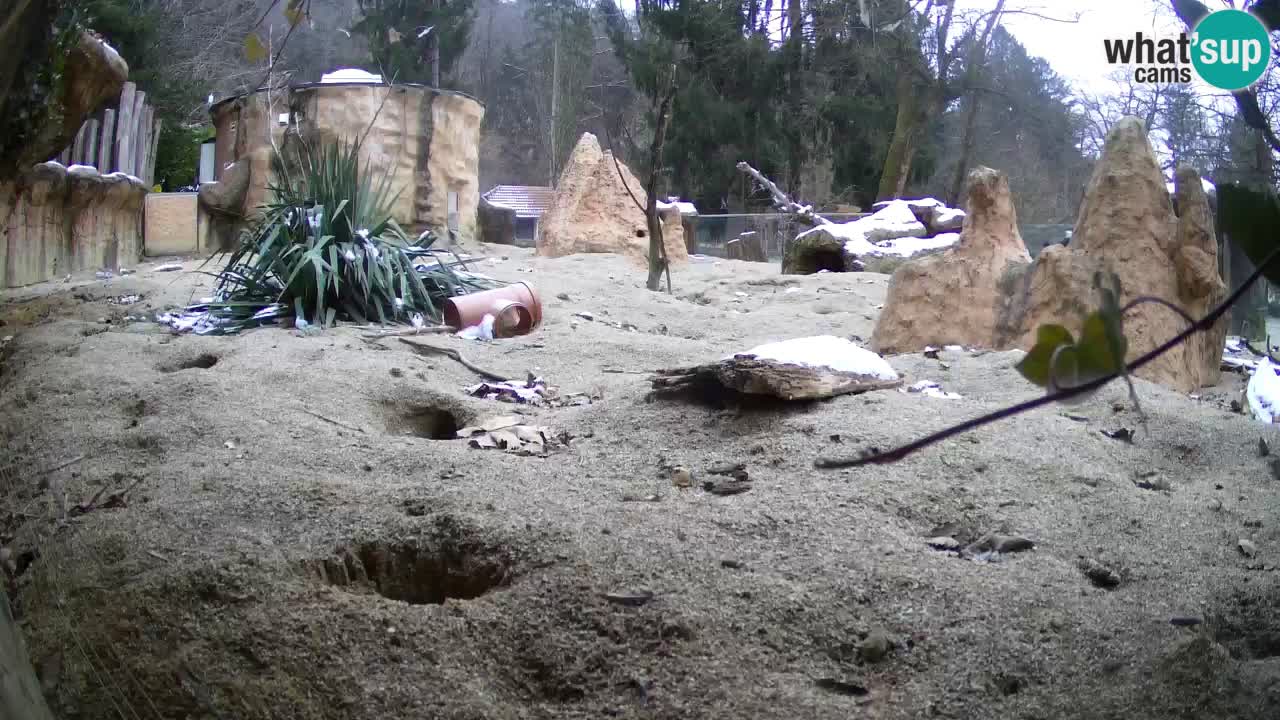 Webcam Zoo Ljubljana – Suricate