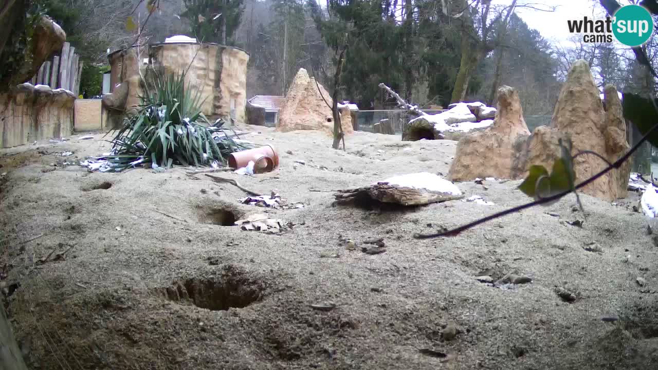 Webcam Zoo Ljubljana – Suricate