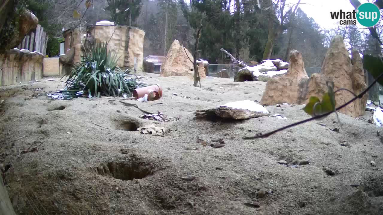 Webcam Zoo Ljubljana – Suricate