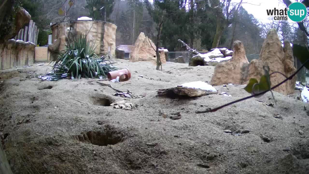 Zoo Ljubljana – Meerkat (Suricata)