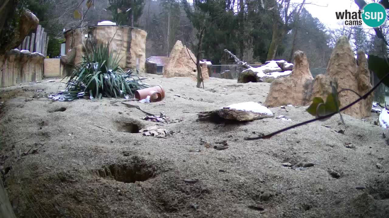 Webcam live Zoo Ljubljana – Suricata