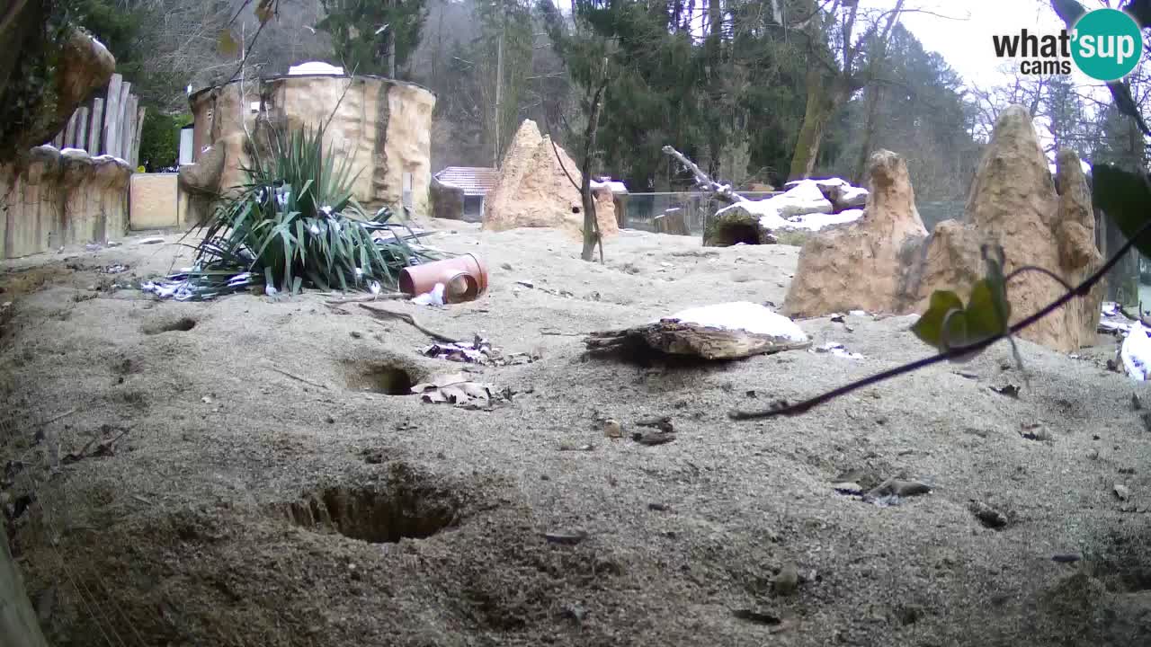 Webcam Zoo Ljubljana – Suricate