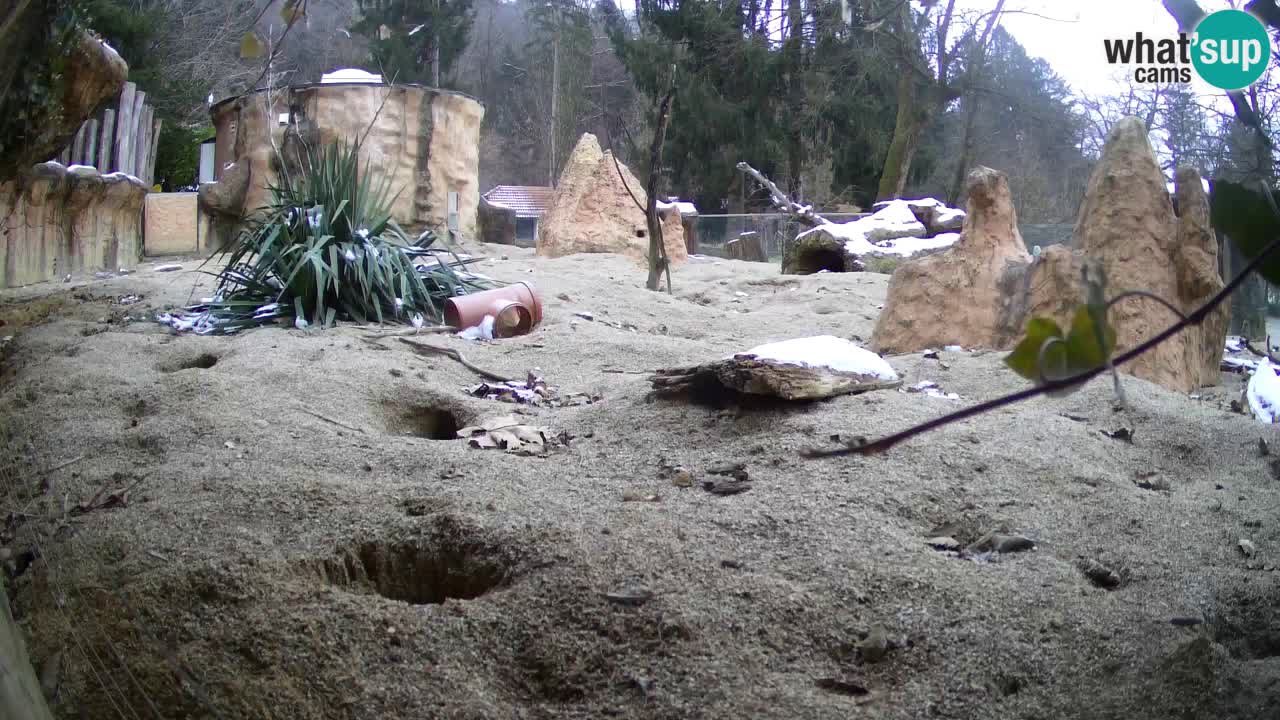 Webcam Zoo Ljubljana – Suricate