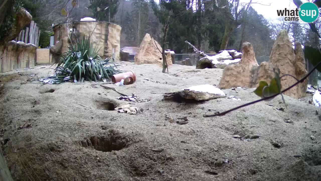 Live cam Zoo Ljubljana – Erdmännchen