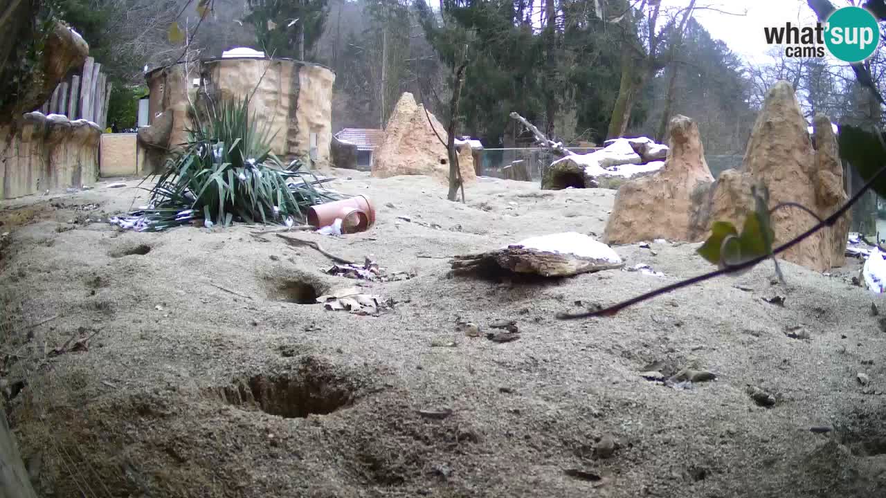 Webcam Zoo Ljubljana – Suricate