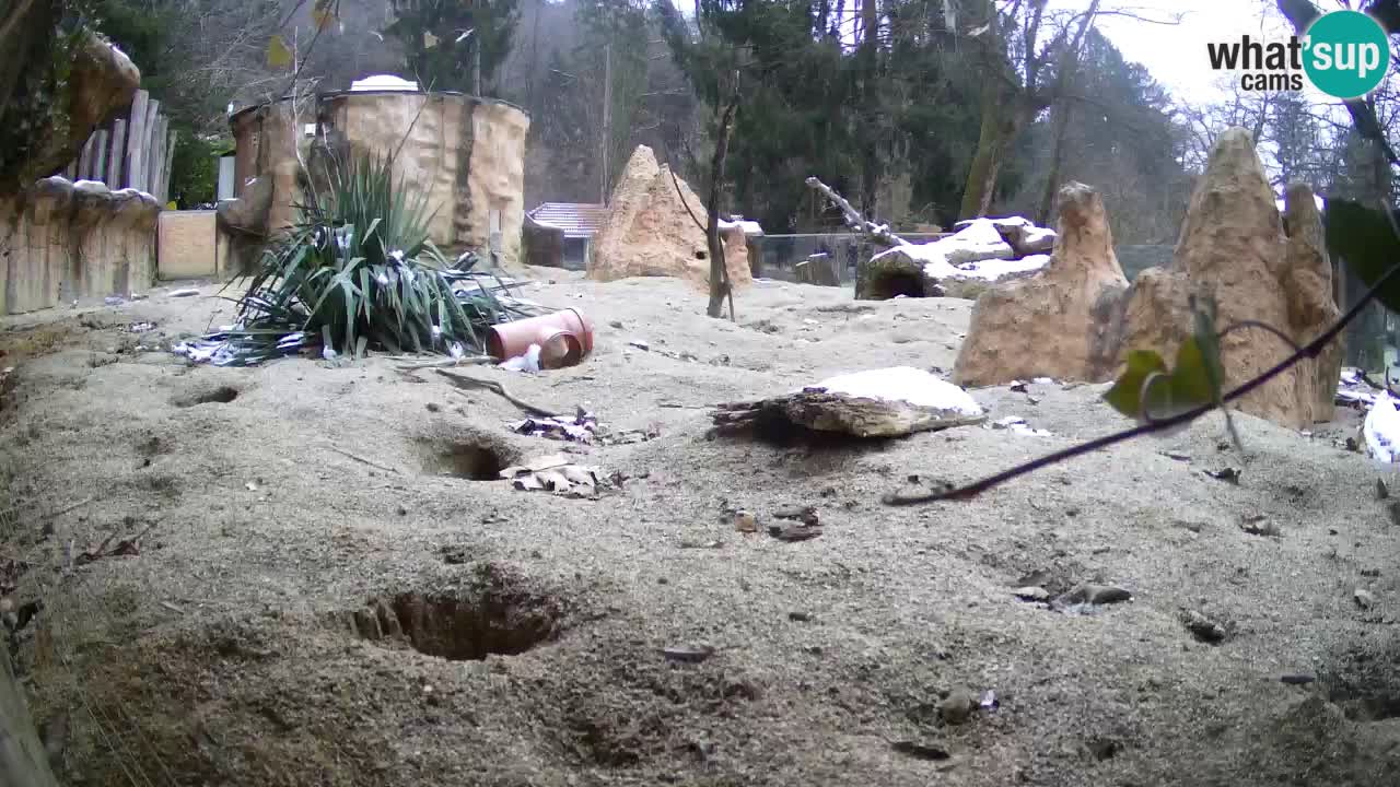 Webcam live Zoo Ljubljana – Suricata